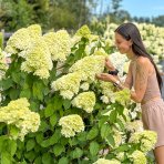 Hortenzia metlinatá (Hydrangea paniculata) ´MAGICAL MOONLIGHT´® - výška 20-30 cm, kont. C1L